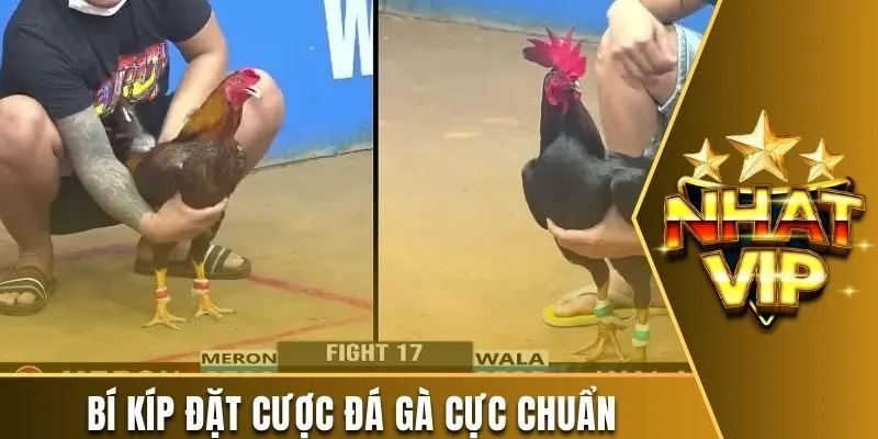 Bí kíp đặt cược đá gà cực chuẩn