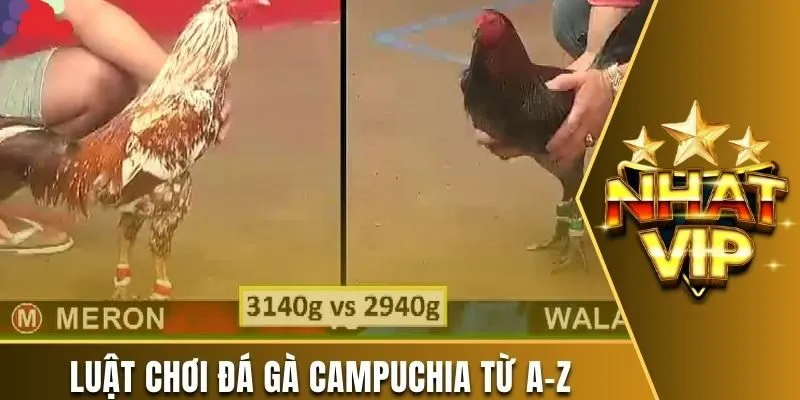 Luật chơi đá gà Campuchia từ A-Z