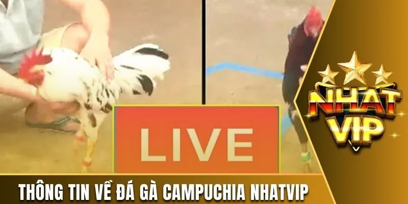 Thông tin về đá gà Campuchia Nhatvip